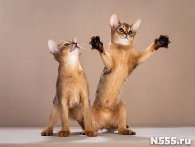 Абиссинские клубные котята фото